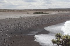 13-Lots Magallan's penguins on the beach